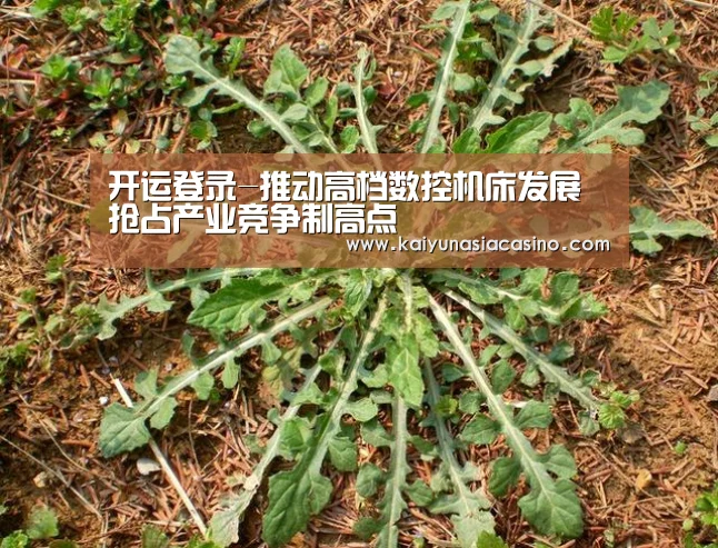 开运直播